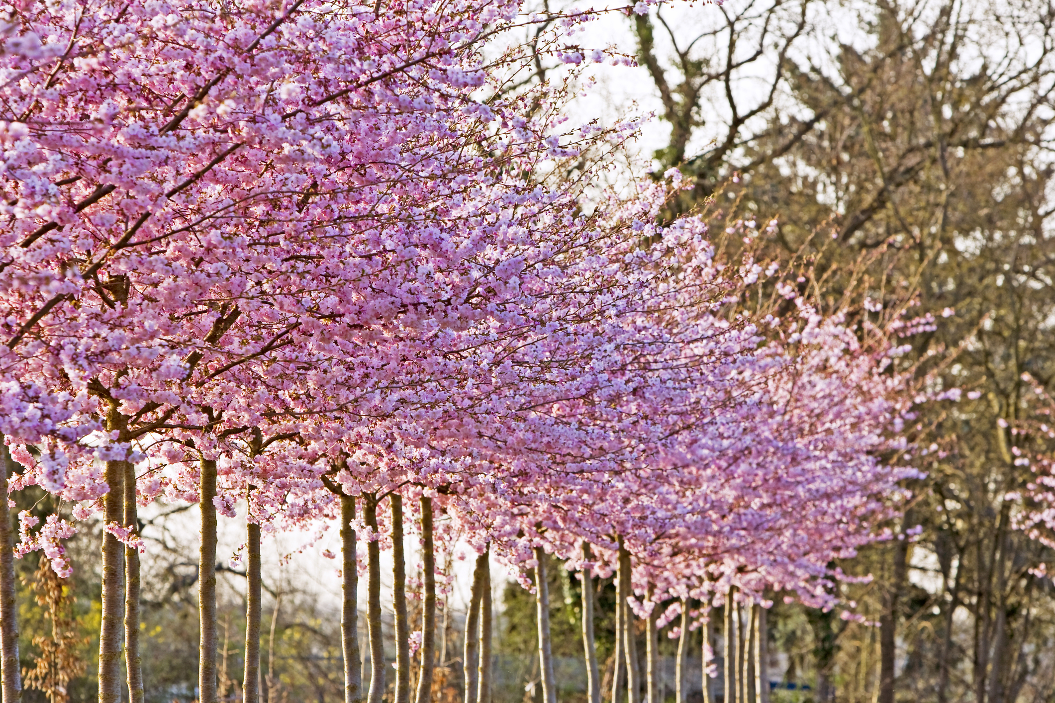 Cherry trees 1.jpg