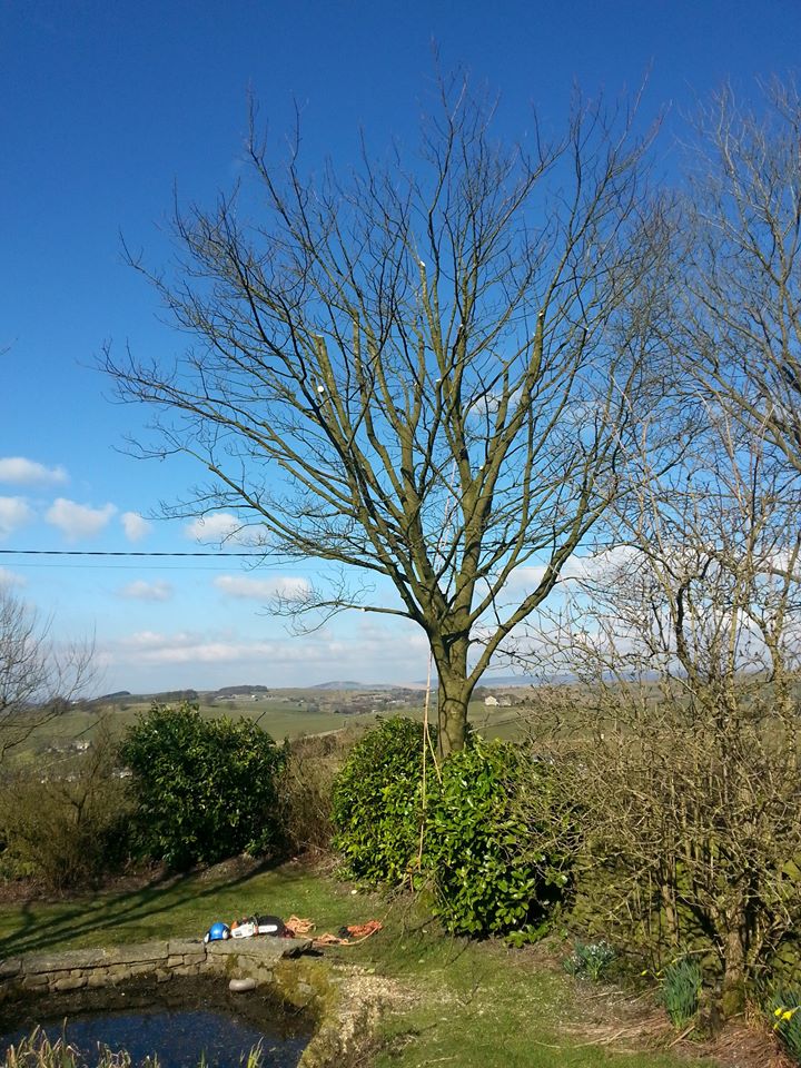 Crown reduction Melloer.jpg